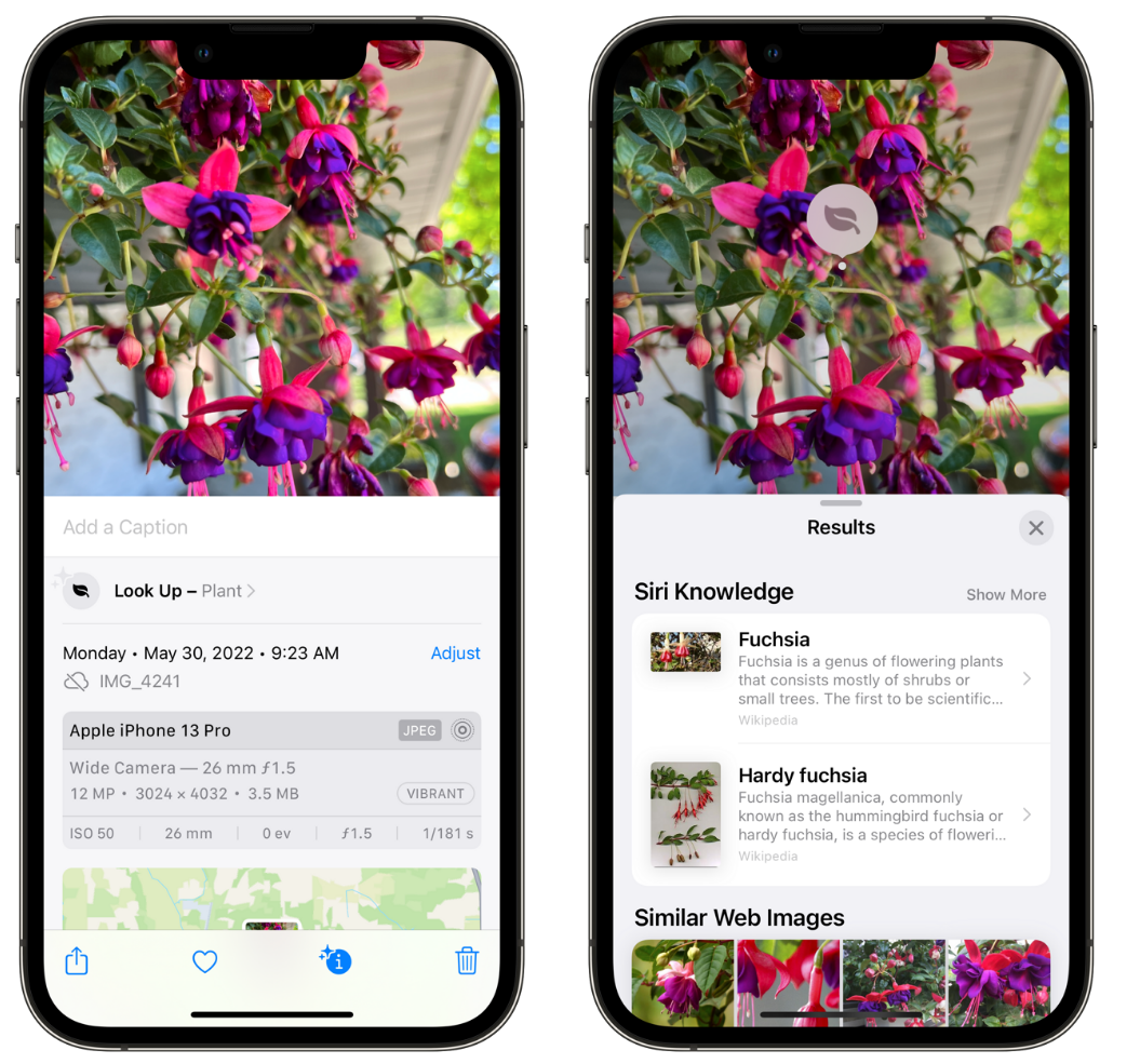 滁州苹果手机维修分享小技巧：使用 iPhone 相机识别花卉植物 